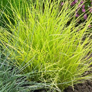 Овсяница Festuca ‘Golden Toupee’